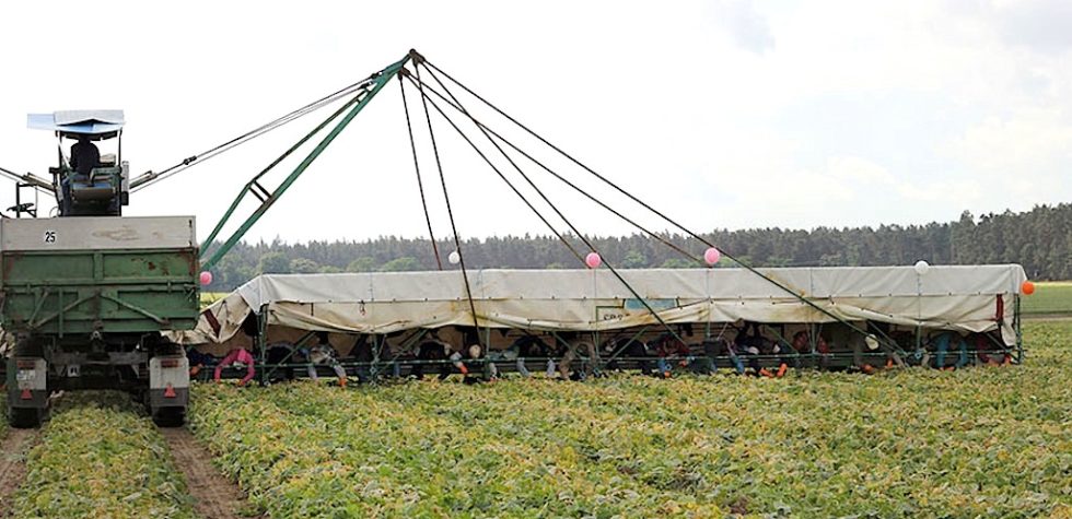 Gurkenflieger werden die landwirtschaftlichen Fahrzeuge genannt, auf denen Erntehelfer auf dem Bauch liegend die Früchte ernten. Diese Knochenarbeit sollen Leichtroboter übernehmen.

