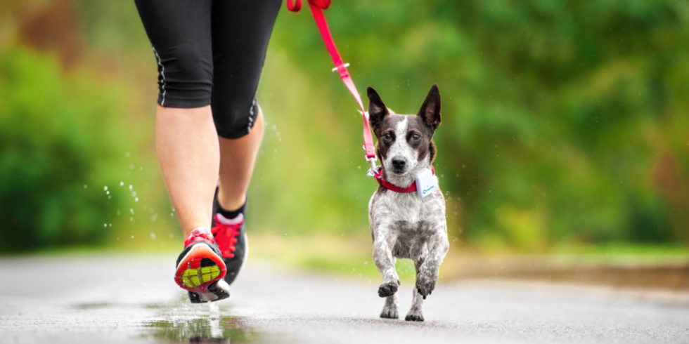 Frau und Hund beim Joggen. Hund trägt ein Messgerät am Hals