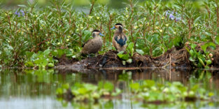 Ein Vogelpaar sitzt umringt von Grünpflanzen auf einem See in Kenia
