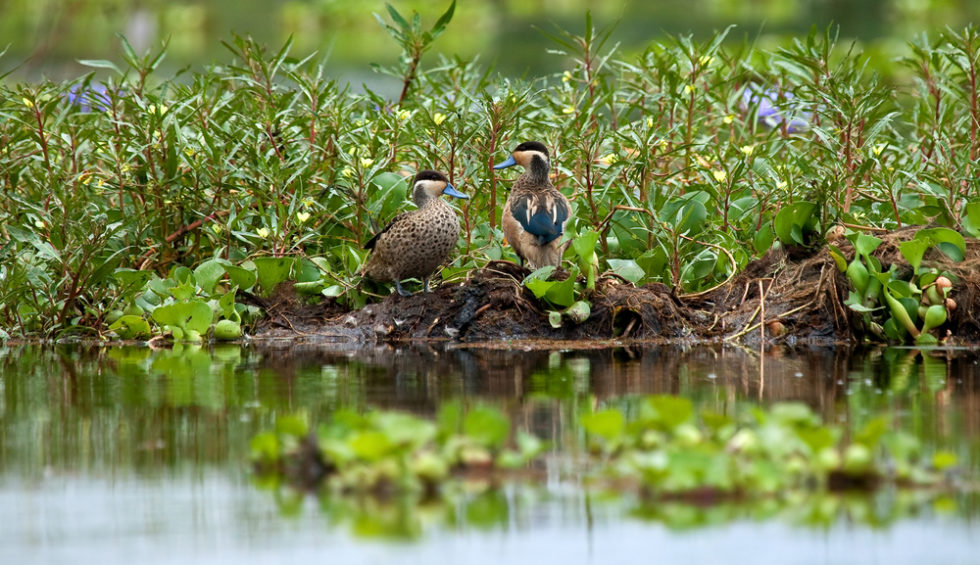 Ein Vogelpaar sitzt umringt von Grünpflanzen auf einem See in Kenia