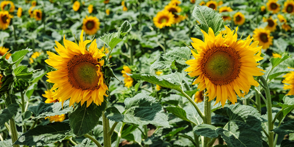 Man sieht eine Vielzahl von Sonnenblumen.