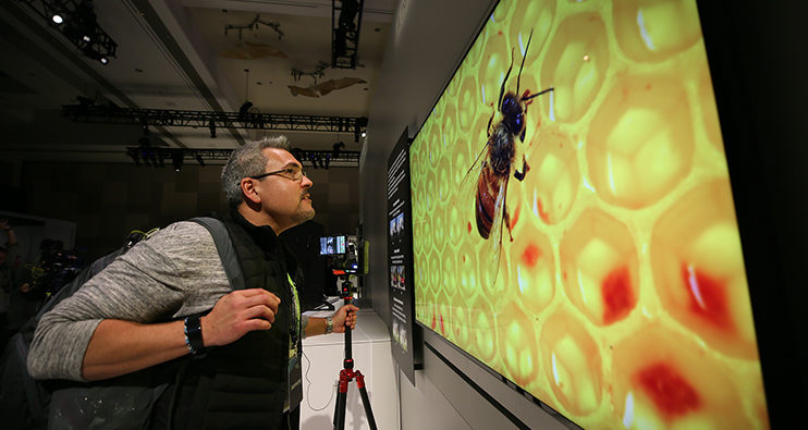 8k-Leinwand zeigt gestochen scharfes Bild einer Biene, die auf einer Wabe sitzt.