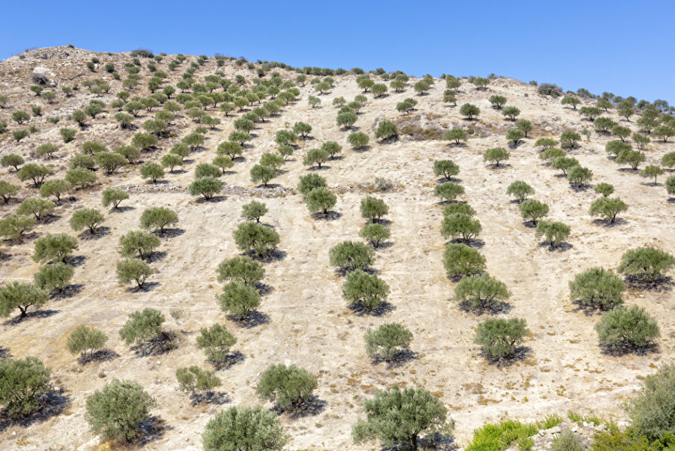 Plantagen können das Klima in einer Wüstenregion nachhaltig verändern.
Foto: Harald Biebel / Panthermedia.net