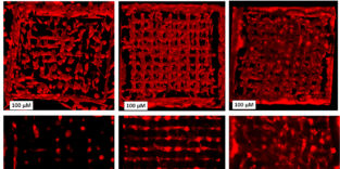 Schwarz-rote Darstellung übe die Ausbreitung der lebenden Zellen in der Matrix