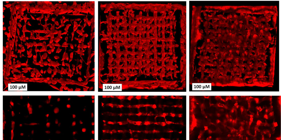 Schwarz-rote Darstellung übe die Ausbreitung der lebenden Zellen in der Matrix