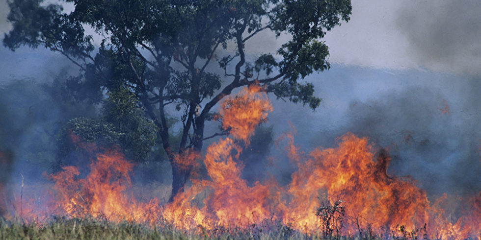 Feuer Brand in Natur am Baum