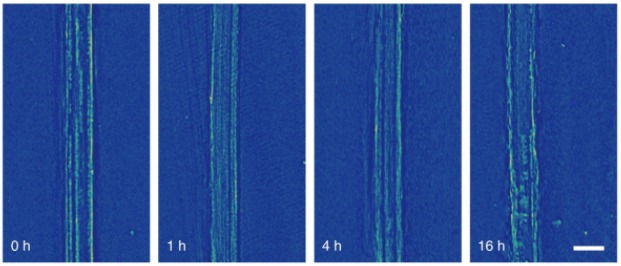 Grafik Röntgenstrahlen um 3D-Bilder der Grenzfläche zwischen Lithiummetall und Elektrolyt zu erstellen