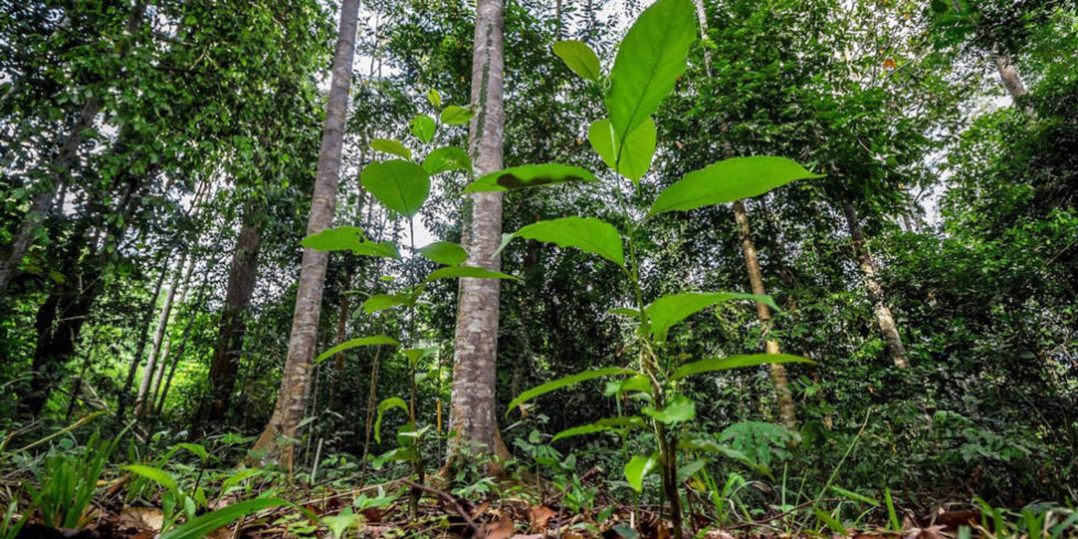 Tropenwald auf Borneo