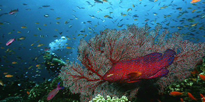 Korallenriff mit Fischen