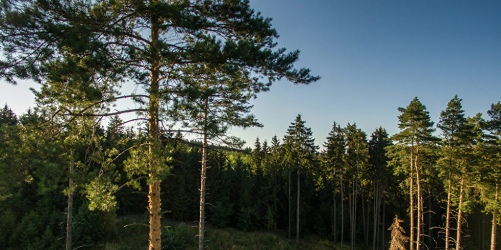 Nadelwald mit Wiese