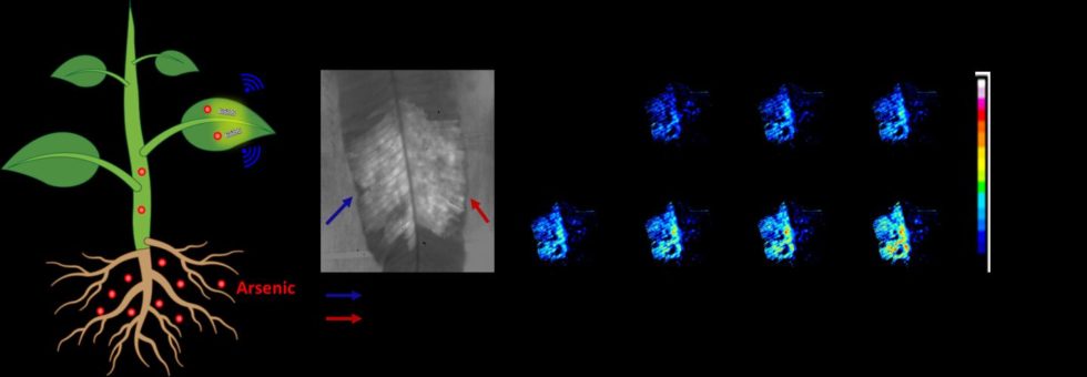 Der Nanobionic-Sensor ändert seine Fluoreszenz je nach Arsengehalt in Pflanzen. Seine Signale werden an mobile Devices übertragen.<br srcset=