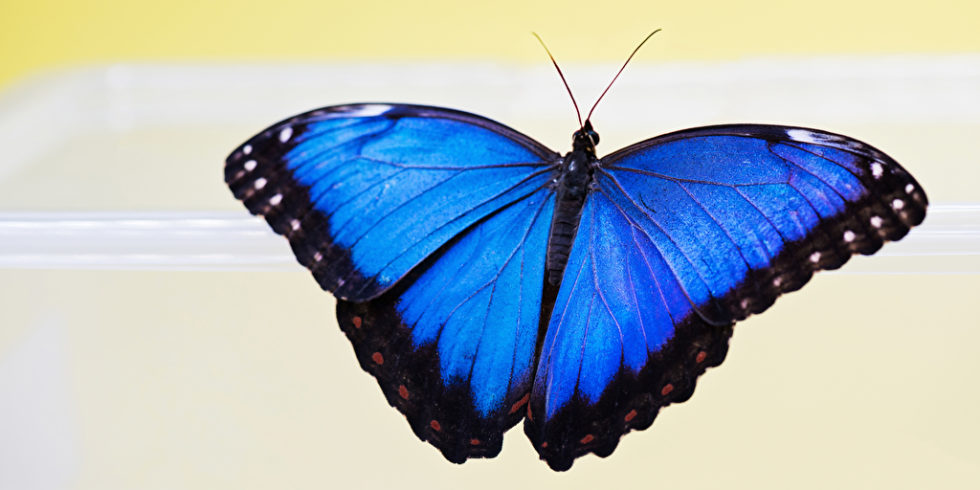 Morpho-Schmetterling auf gelbem Grund