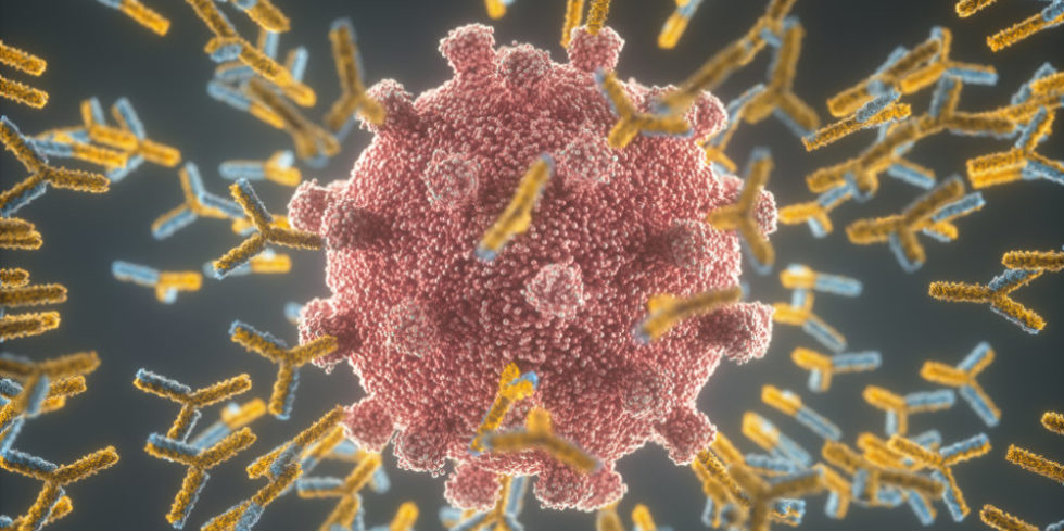 Immunreaktion auf das Corona-Virus