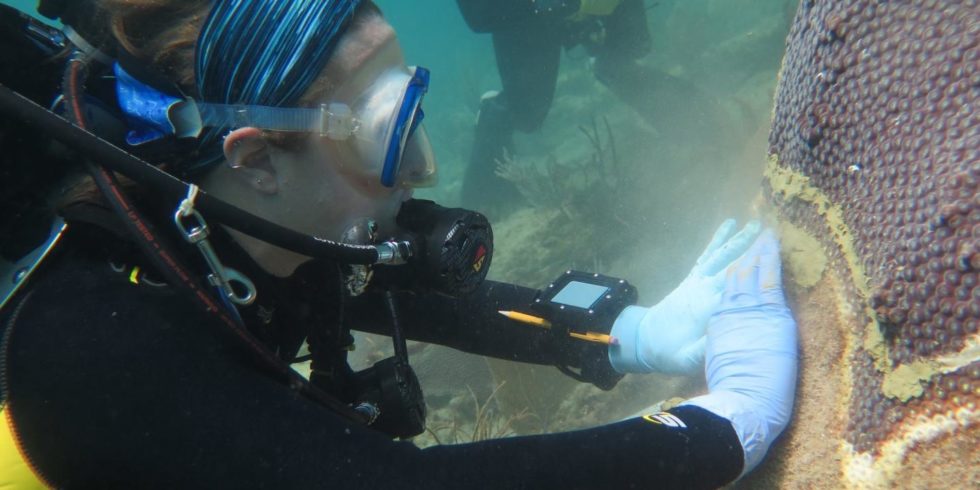 Eine Wissenschaftlerin behandelt erkrankte Steinkorallen mit einem Antibiotikum. 
Foto: Joshua Voss, FAU Harbour Branch