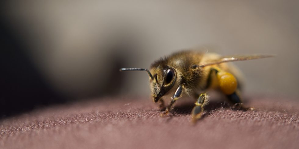 Forschende haben Bienen darauf trainiert, Corona-Infizierte zu erkennen. Bei ihrer "Diagnose" strecken sie ihre Zungen heraus. Foto: panthermedia.net/Netpix