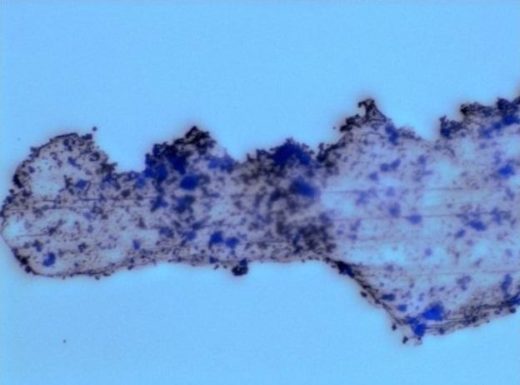 Mikroroboter oxidieren Mikroplastik