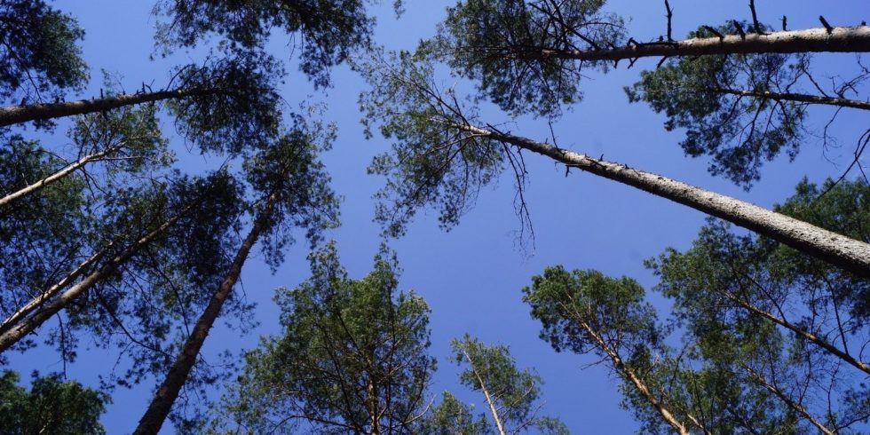 Wald mit lichtem Kronendach