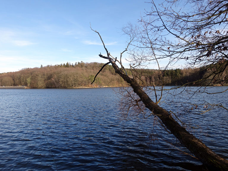 See Steinbachtalsperre mit Baum