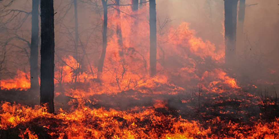 Auf Rhodos toben verheerende Waldbrände, ebenso in Italien und der Türkei. Foto (Archivbild): panthermedia.net/Mironovfoto