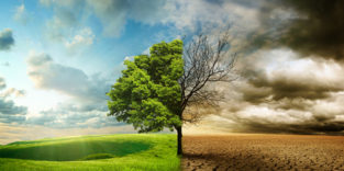 zweigeteiltes Bild grüner und verdorrter Baum