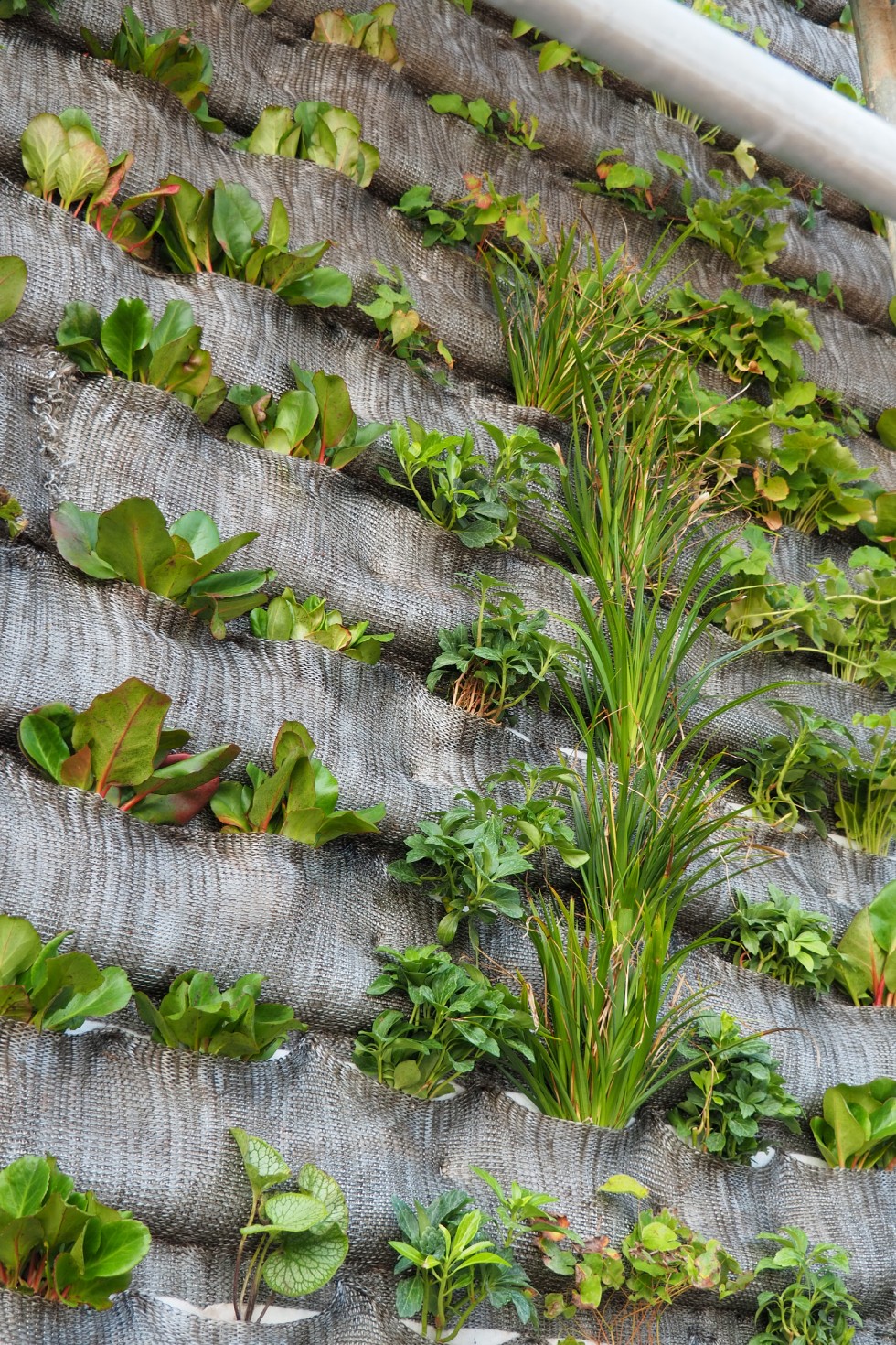 Senkrecht gärtnern an der Büro-Grünfassade