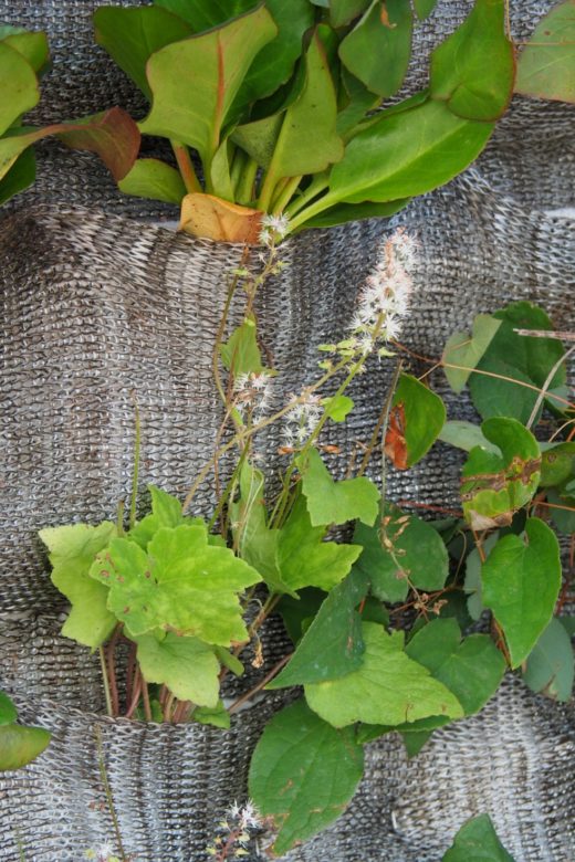 Senkrecht gärtnern an der BüroGrünfassade