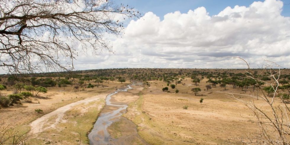 Tarangire-Nationalpark in Ostafrika