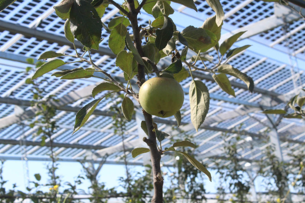 Agri-Photovoltaik Äpfel