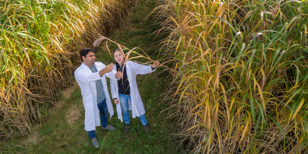 Zwei Forschende vor Riesengras Miscanthus