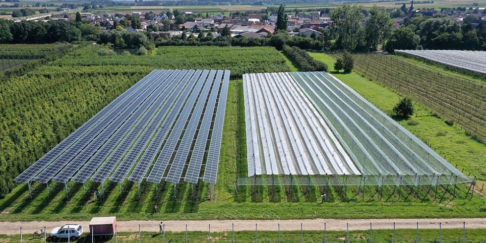 BayWa r.e. und das Fraunhofer-Institut für Solare Energiesysteme ISE haben gemeinsam mit weiteren Forschungspartnern auf dem Bio-Obsthof Nachtwey in Gelsdorf in Rheinland-Pfalz die erste Agri-Photovoltaik-Forschungsanlage für Äpfel und Spalierobst errichtet. Foto: Fraunhofer ISE