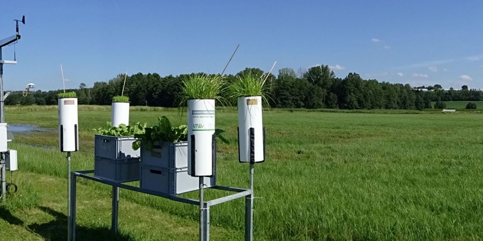 Biomonitoring von Pflanzenschutzmitteln mit standardisierter Graskultur und Mangold, um die Reichweite der Verdriftung zu ermitteln (aktuelle, unveröffentlichte Untersuchung). Foto: Frank Pompe