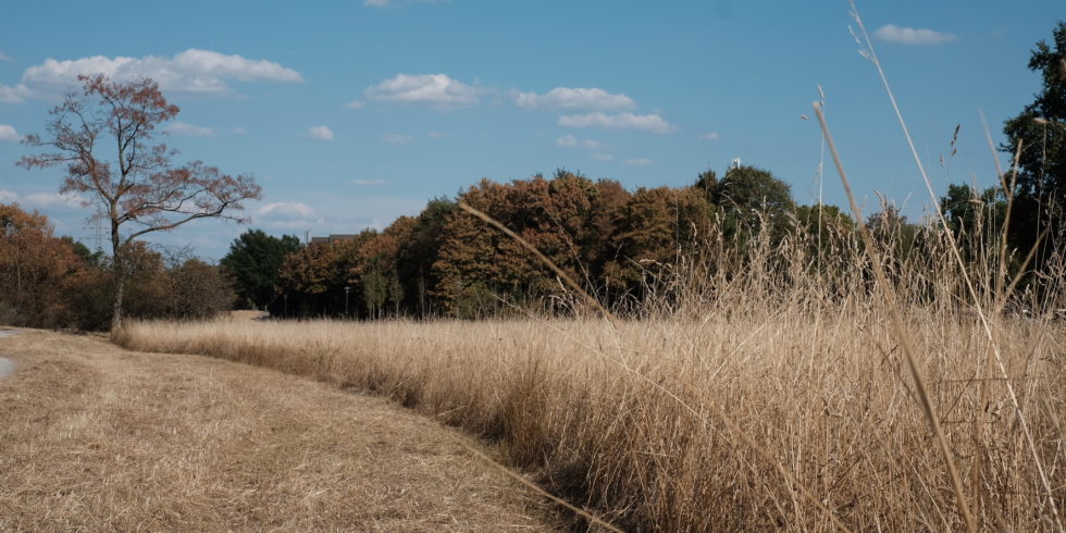 Sieht nach Steppe aus, soll eigentlich aber eine grüne Wiese sein: Die Dürre hält seit Wochen an und macht Natur und Landwirtschaft zu schaffen. Foto: Peter Sieben