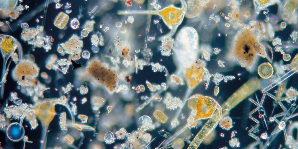Phytoplankton, mikroskopisch kleine Algen im Wasser