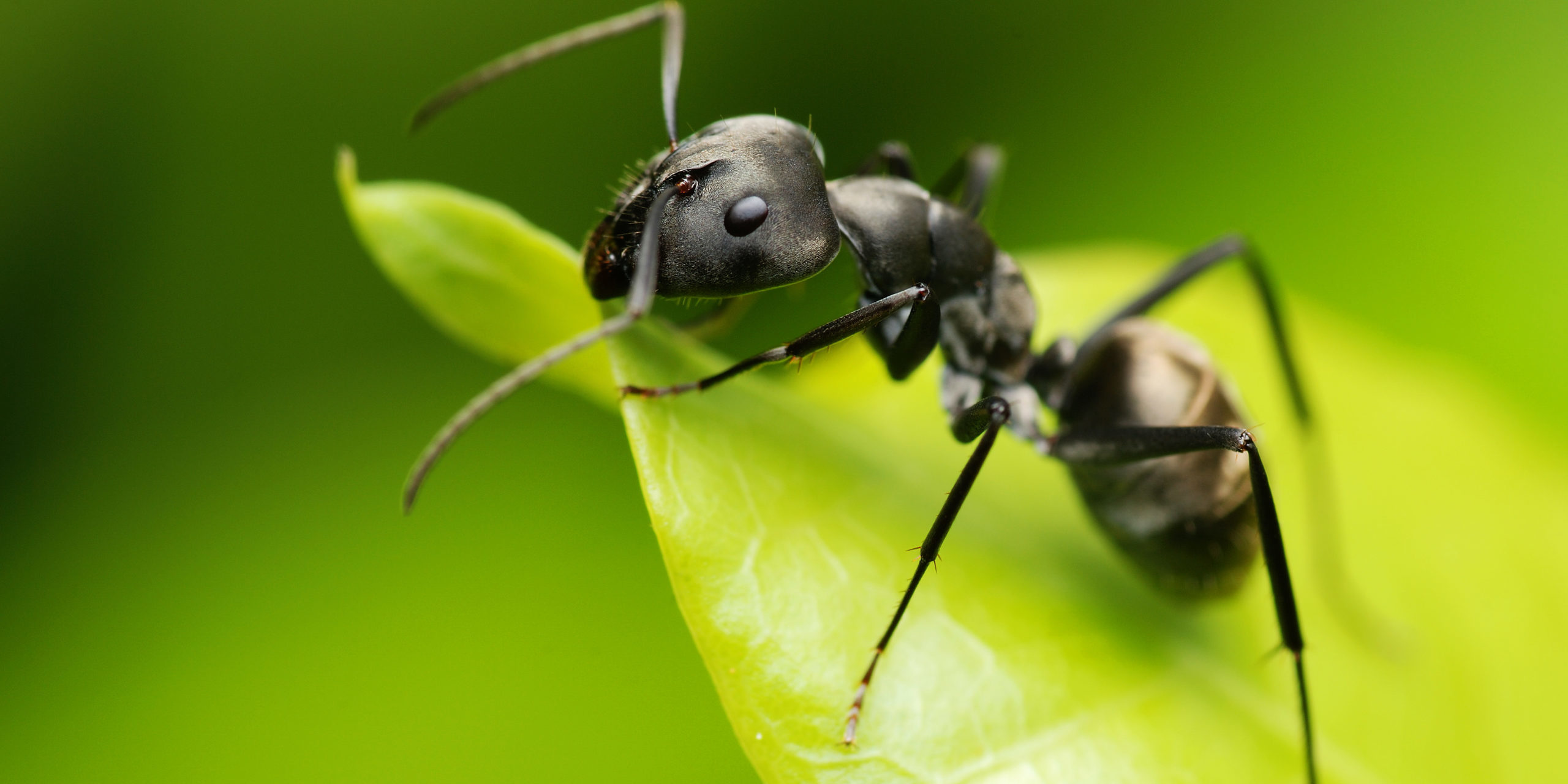 Wasserstoff: Ameisensäure soll als Speicher dienen