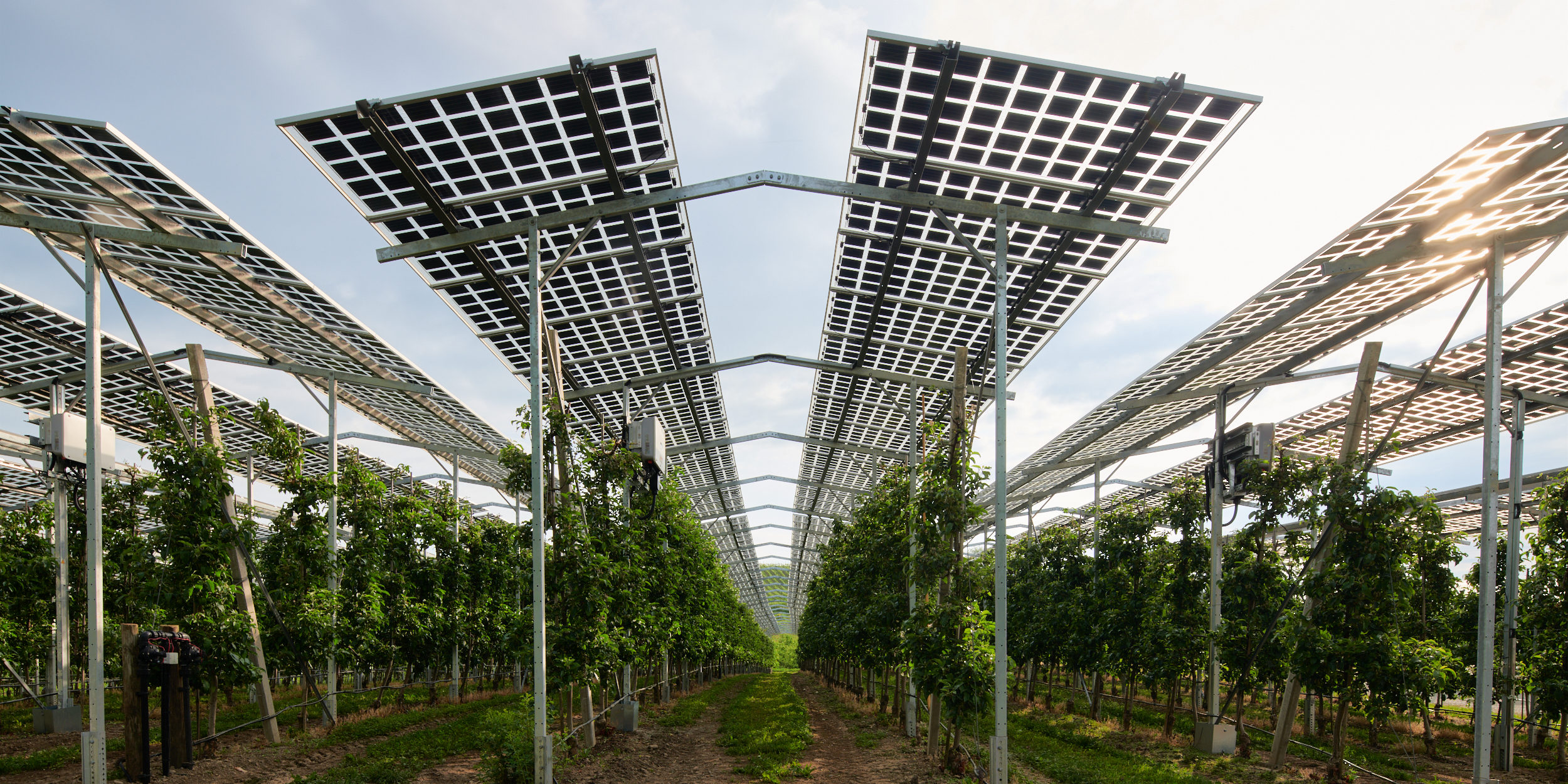 Steigende Erträge trotz Dürre: Die Chancen der Agri-Photovoltaik
