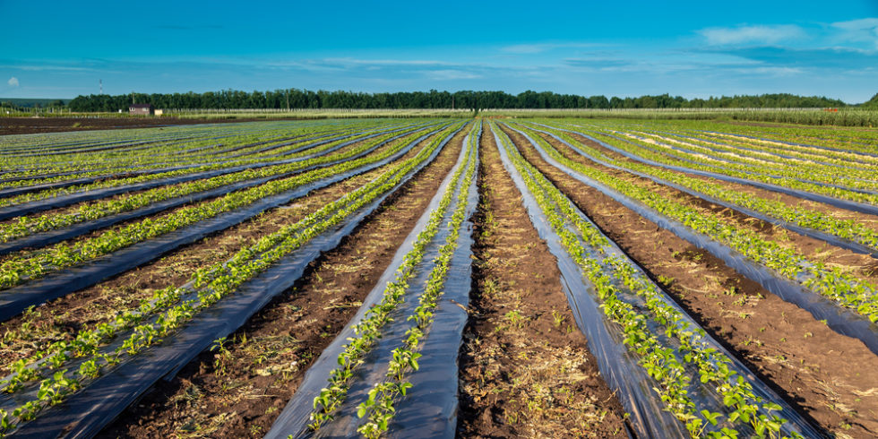 landwirtschaftliche Fläche, auf der Erdbeeren angebaut werden – mit Mulchfolien