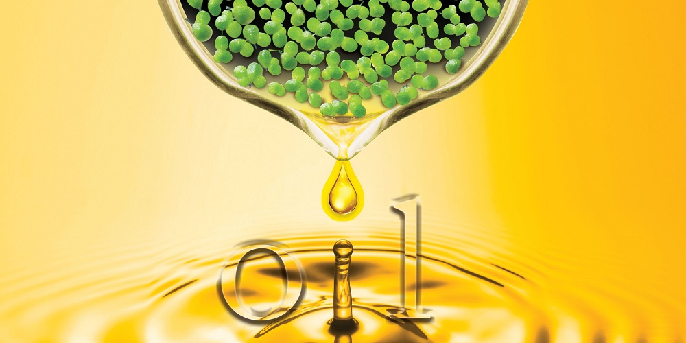 Mehr Öl durch Gen-Modifikation: Biokraftstoff aus Entengrütze?