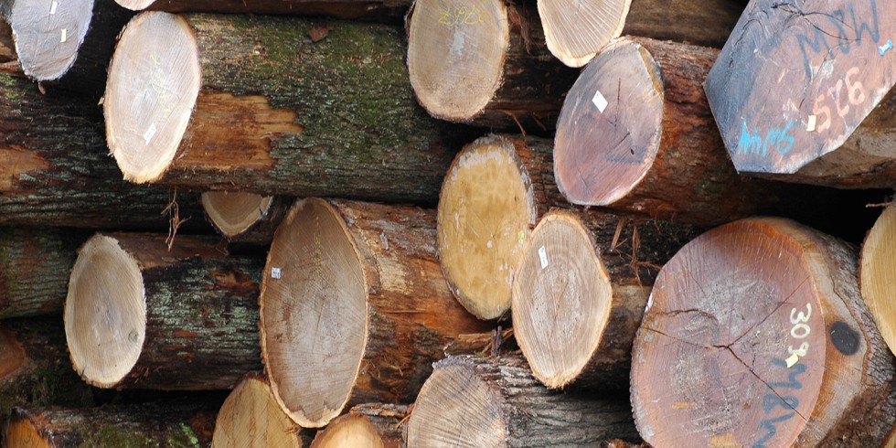 Eine Studie von Universität Kassel und WWF belegt, dass der globale Holzverbrauch deutlich die nachhaltige Erntemenge übersteigt. Und: Die Deutschen verbrauchen doppelt so viel Holz wie der globale Durchschnitt. Foto: WWF / Susanne Winter