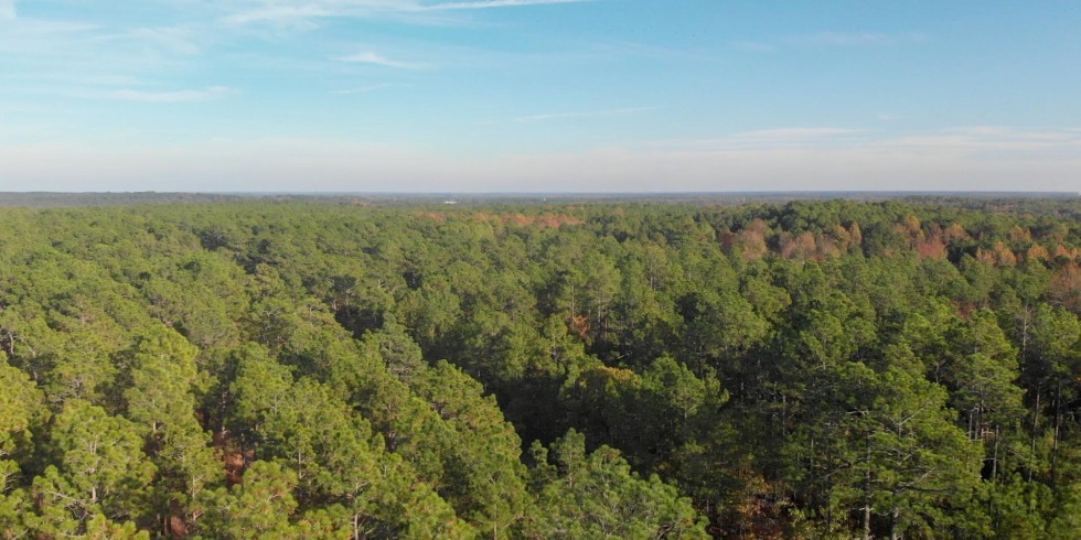 Wald in Roanoke Rapids im Halifax County des US-Bundesstaats North Carolina. Foto: Enviva