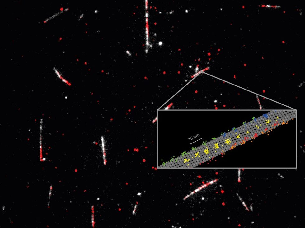 Motorprotein Kinesin-1