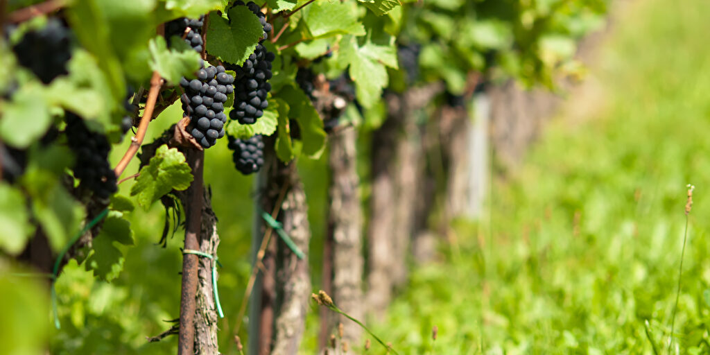 Genomstudie gibt Aufschluss: Die Ursprünge des Weinbaus liegen bei 11.000 vor Christus