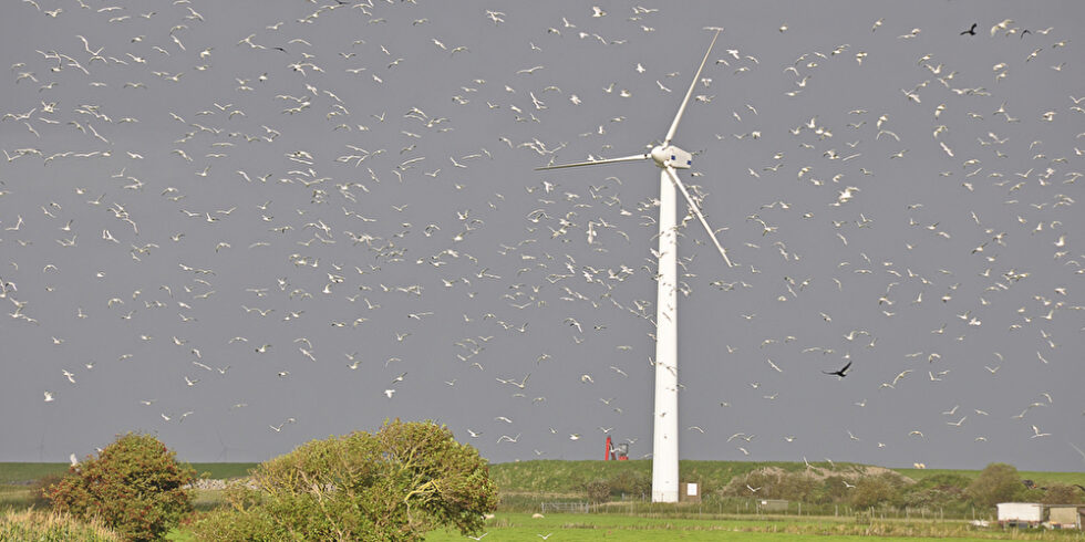 Windkraftanlage Vögel