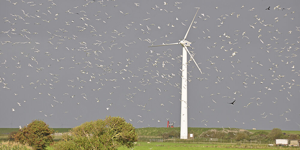 Für schnellen Windkraftausbau: Künstliche Intelligenz erkennt Vogelarten