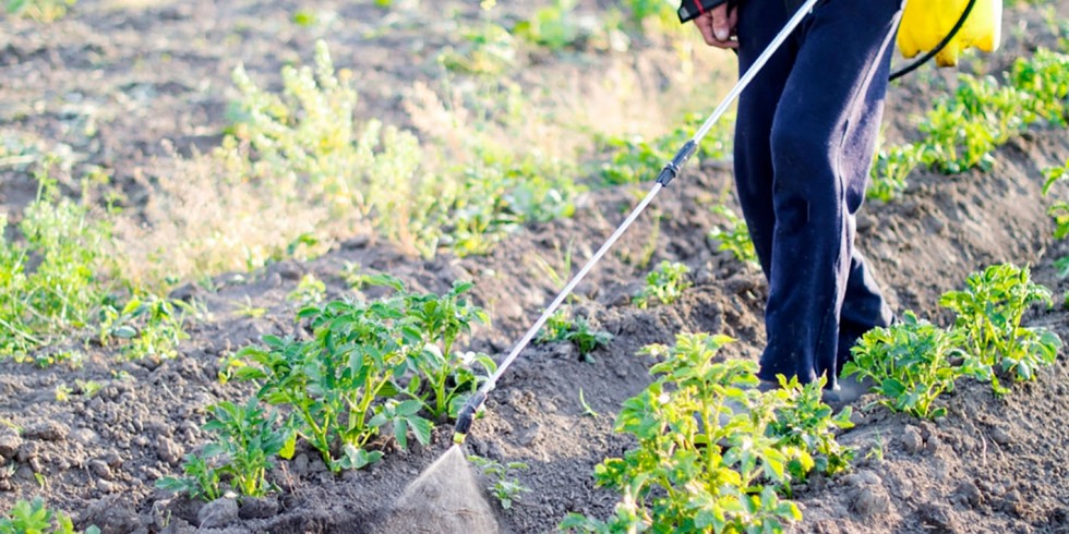 Pflanzenschutzmittel, die zum Sprühen von Kartoffelblättern genutzt werden, können dauerhaft in den Böden verbleiben. Foto: PantherMedia / gorvik