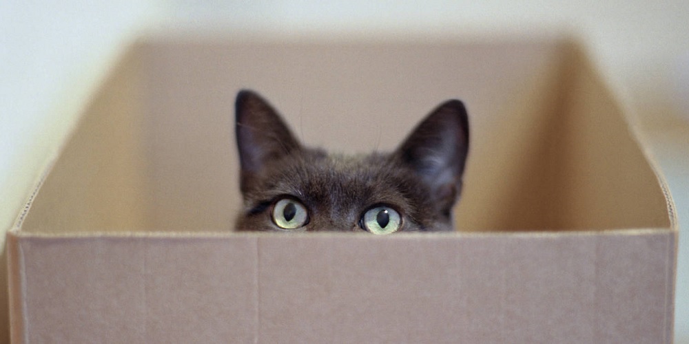 Schrödingers Katze - mehr als ein Gedankenexperiment?