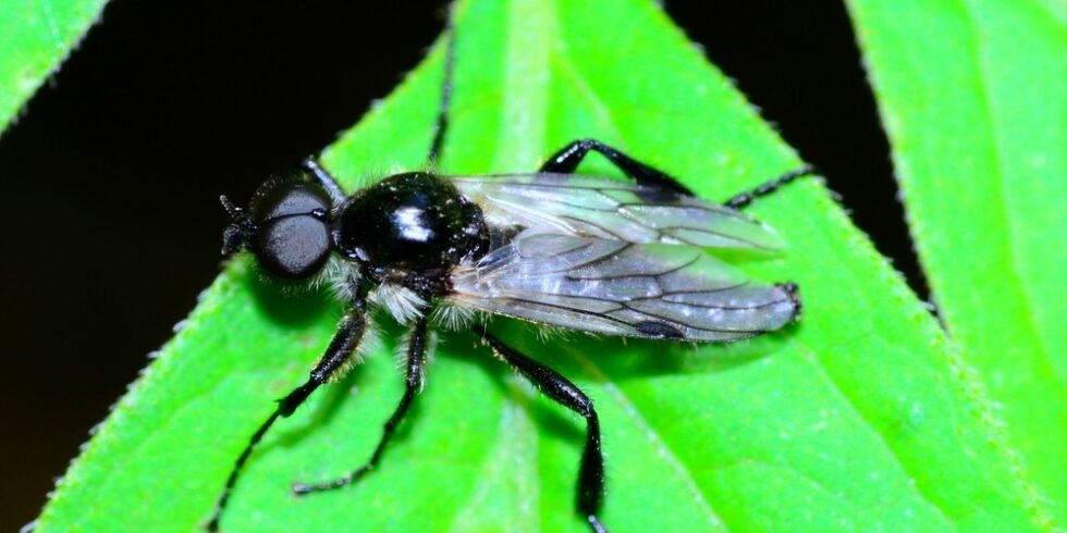 Schwarze Soldatenfliege