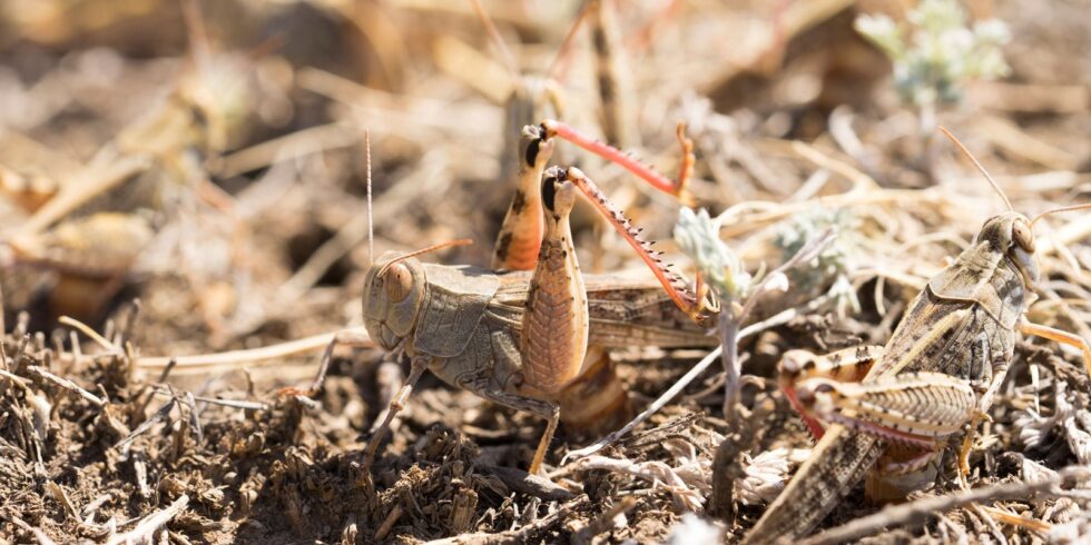 In Kasachstan ist außer der Italienischen Schönschrecke (Calliptamus italicus) unter anderem auch die Marokkanische Wanderheuschrecke (Dociostaurus maroccanus) heimisch.
Foto: DLR / Igor Klein