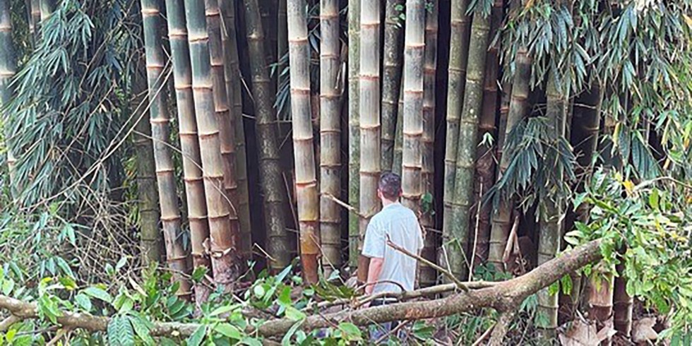 Nachhaltige Naturfasern von schnellwachsenden Pflanzen wie Bambus könnten zur Verstärkung von zementären Werkstoffen eingesetzt, gleichzeitig könnte die CO2-Bilanz der Bauprodukte verbessert werden. Foto: Fraunhofer WKI