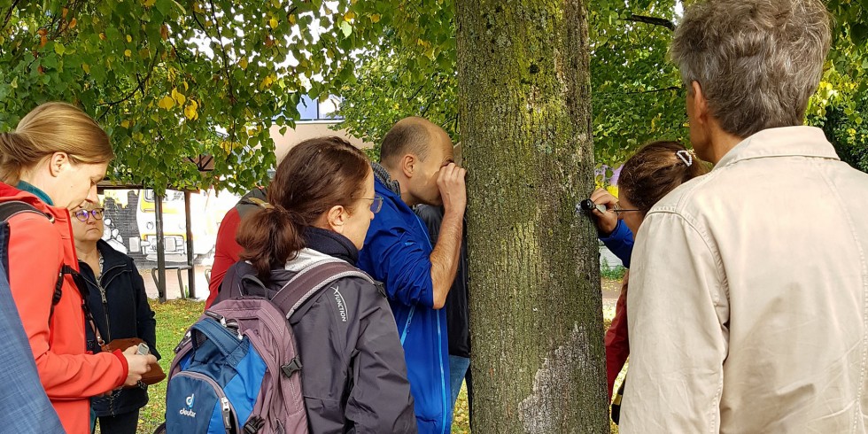 Klimawandelzeiger (Flechten) und Stadtklimazeiger (Flechten und Moose) unter der Lupe: Workshopteilnehmerinnen und ‑teilnehmer besichtigen im Rahmen einer Exkursion am 13. Oktober 2023 Bäume im Stadtgebiet von Düsseldorf Foto: Heesen/VDI. 