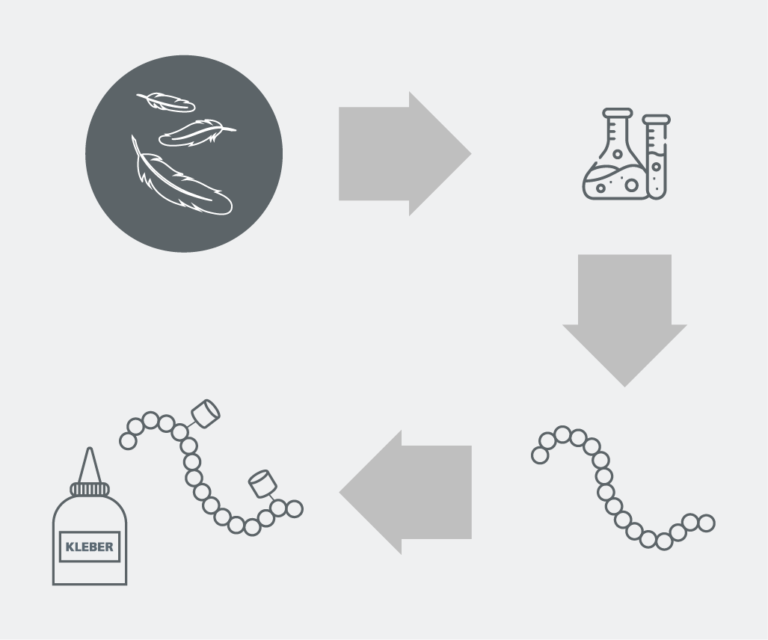 Hühnerfedern werden einem enzymatischen Prozess unterzogen, bei dem langkettige Polymere bzw. Protein-Ketten via Hydrolyse in kurzkettige Polymere gespalten werden. Diese bilden die Grundlage für die Herstellung der Klebstoffe